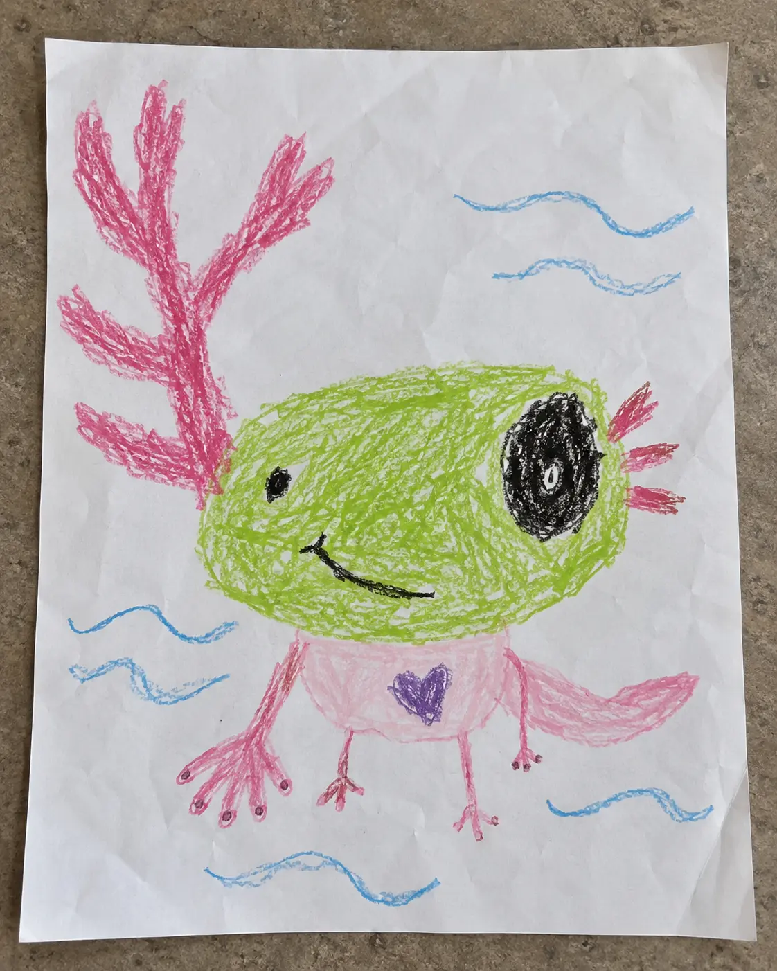 Drawing of the axolotl